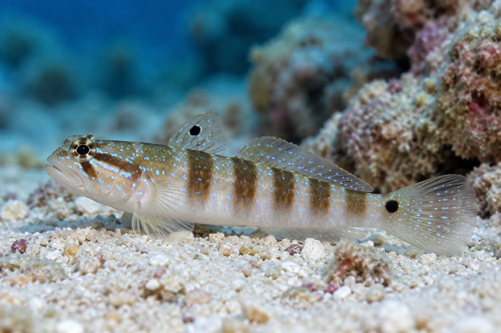 Braunstreifen-Baggergrundel Nachzucht, Amblygobius phalaena