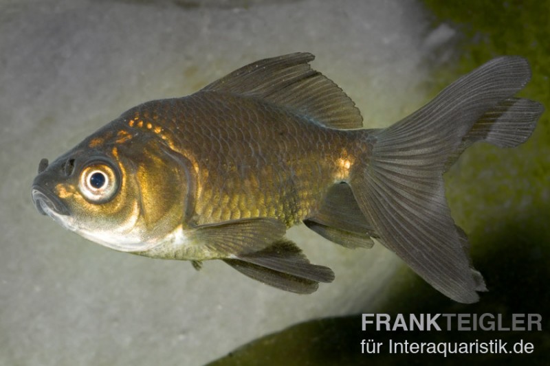 Schleierschwanz Bronze, Carassius auratus (Kaltwasser)