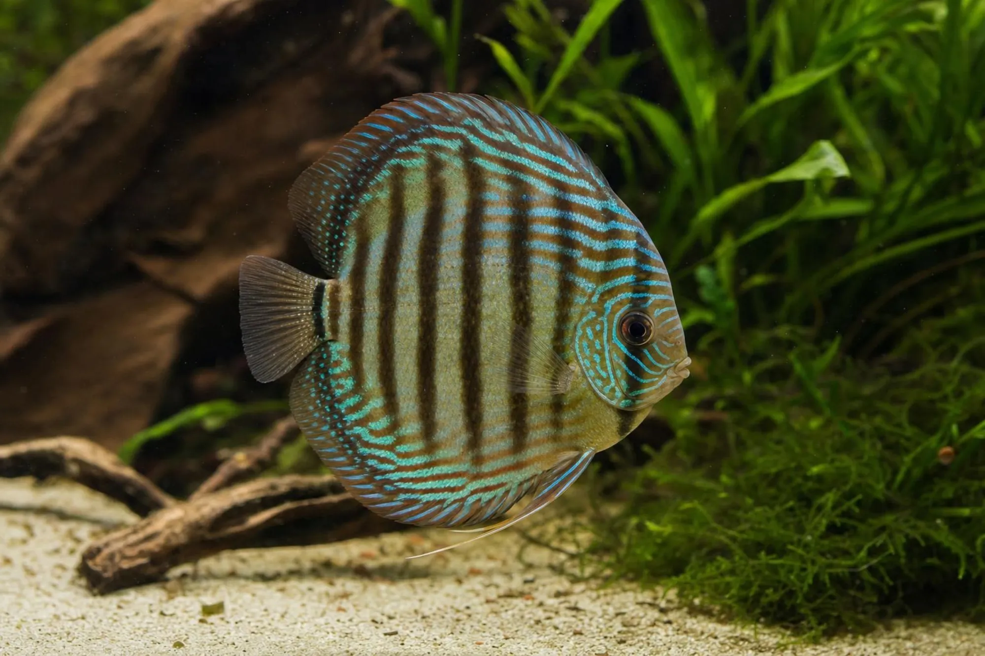 Diskus-Mix, Symphysodon aequifasciatus, ca. 6,0-8,0 cm