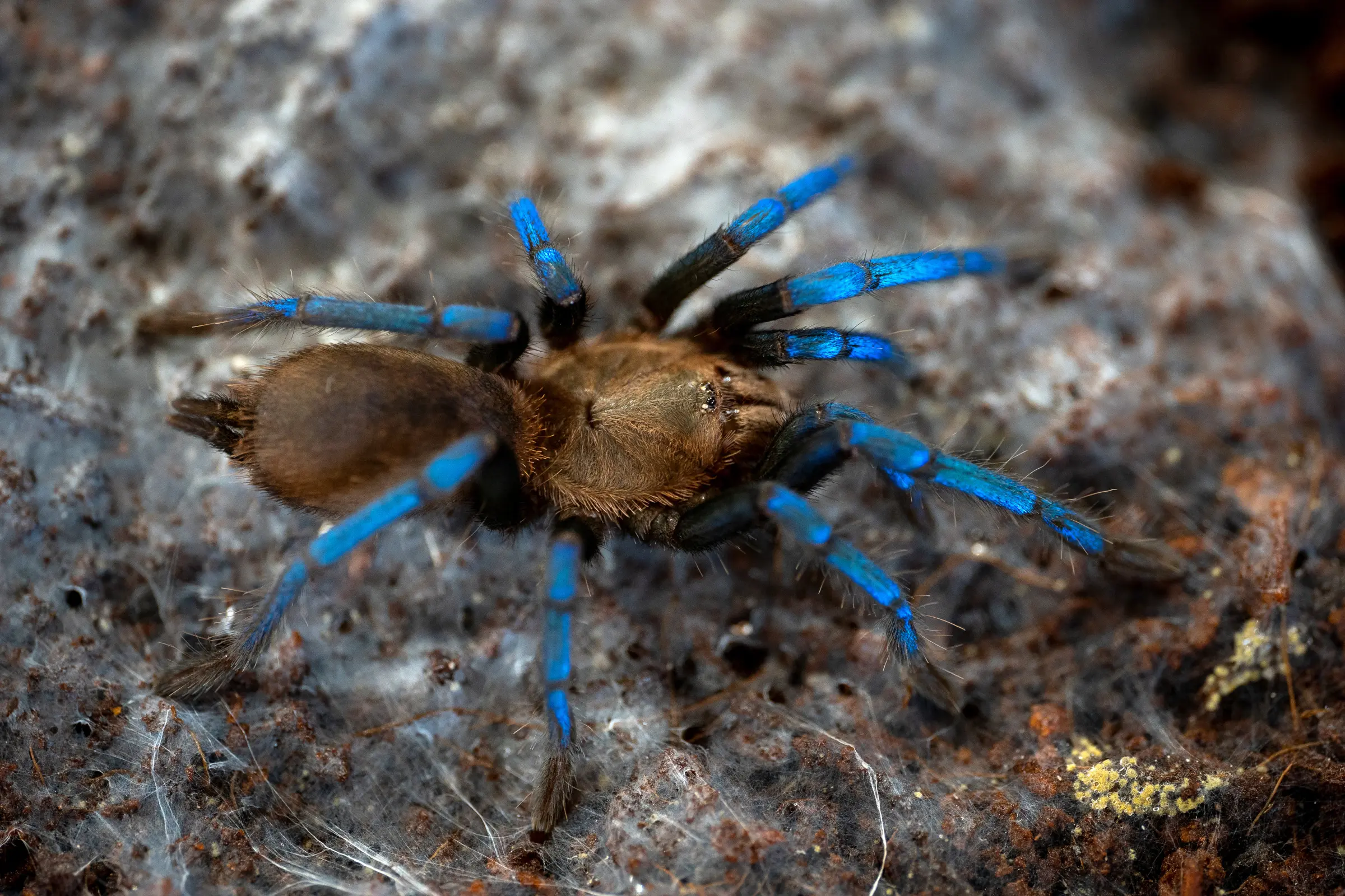 Blauglanz-Baumvogelspinne, Birupes simoroxigorum