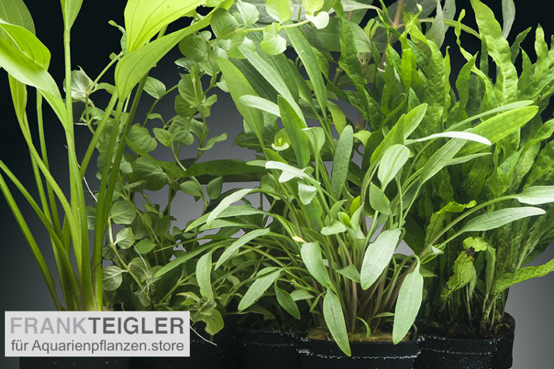 AquarienpflanzenSet Tongass, 5 Töpfe, online kaufen