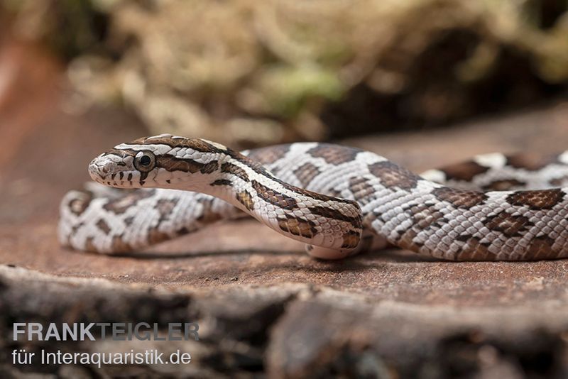 Kornnatter, Pantherophis guttatus NORMAL