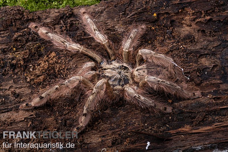 Leopardvogelspinne, Stromatopelma calceatum XL