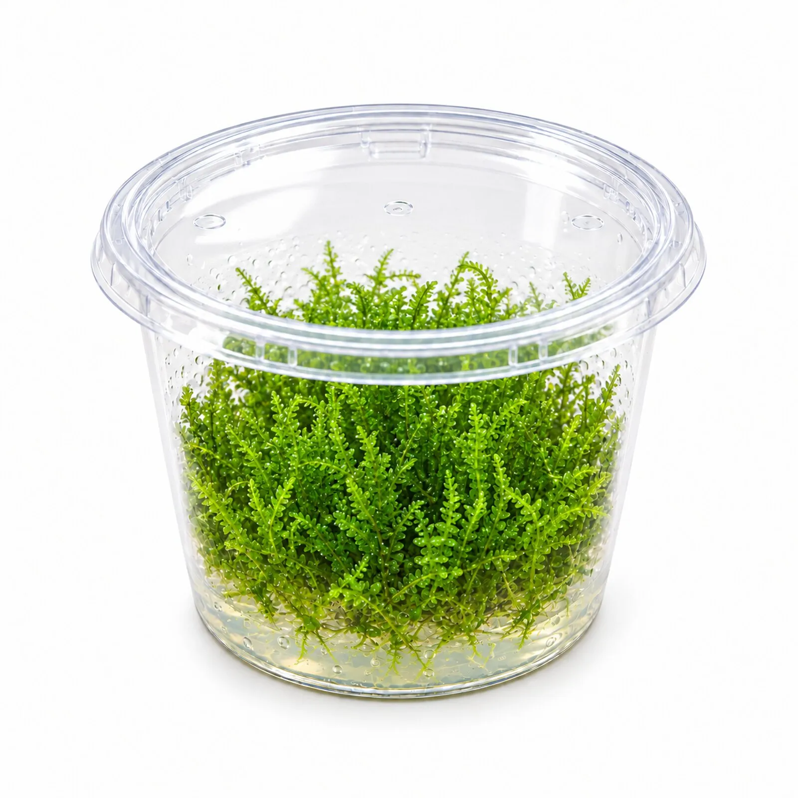 Weepingmoos, Vesicularia ferriei, In Vitro
