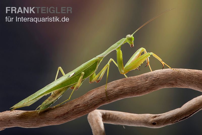 Afrikanische Gottesanbeterin im Mix, Sphodromantis spec.