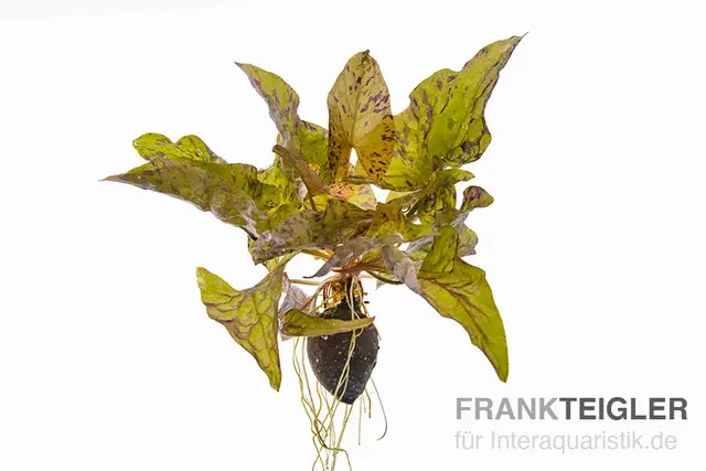 Roter Tigerlotus, Nymphaea lotus "Red" (Zenkeri), im Topf