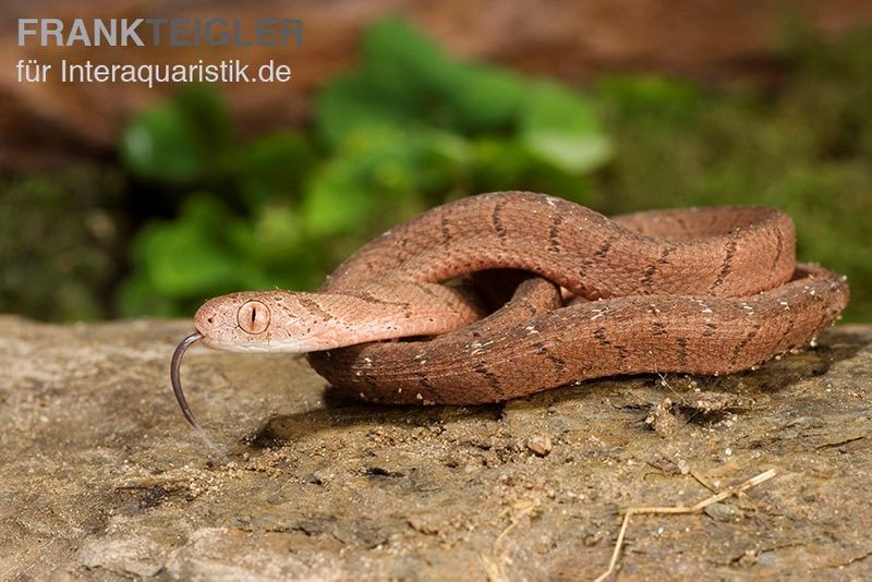 Gansi-Eierschlange, Dasypeltis gansi