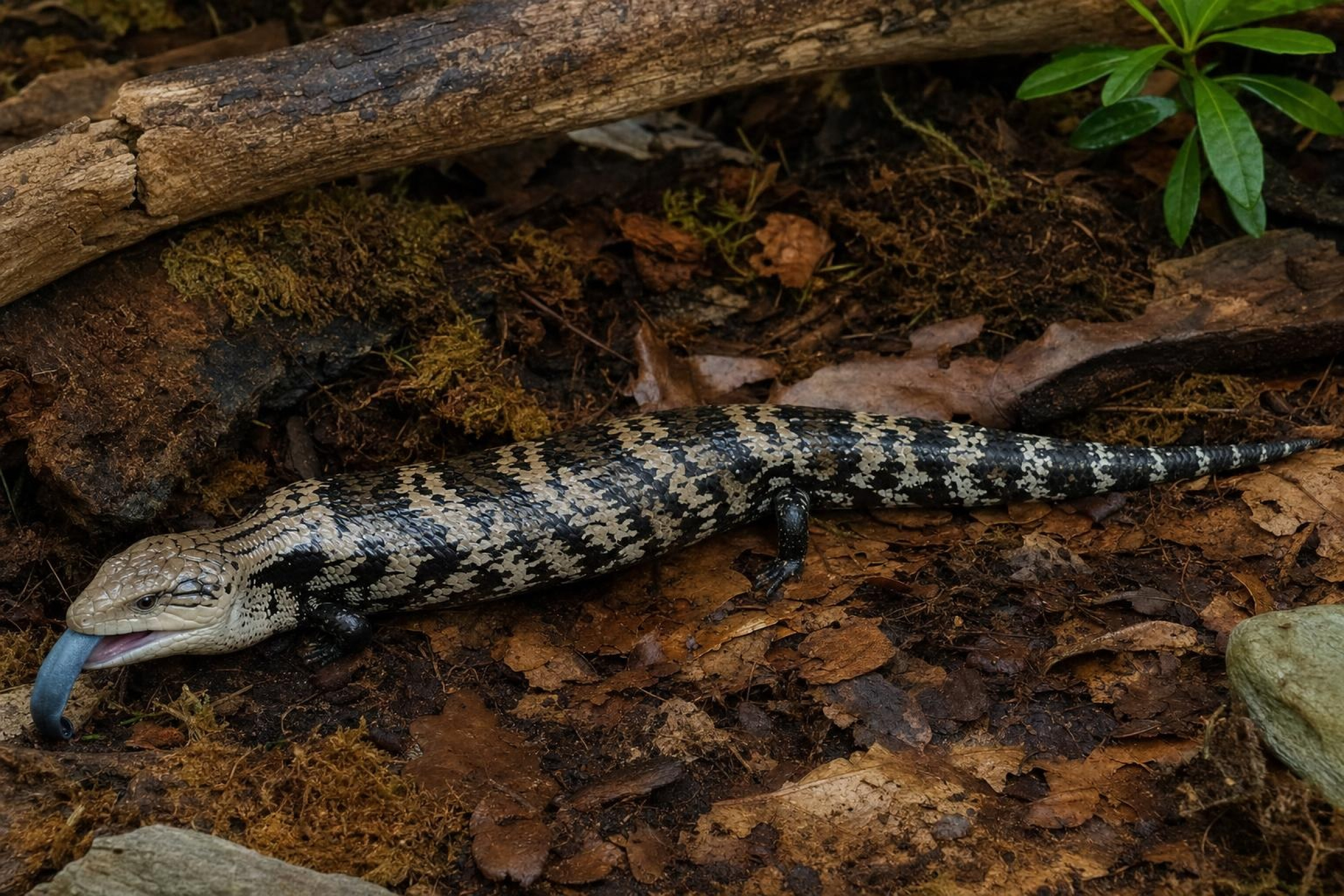 Riesenblauzungenskink, Tiliqua gigas
