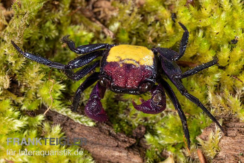 Zweifarbige Vampirkrabbe, Geosesarma bicolor, Zufällig ausgewählt