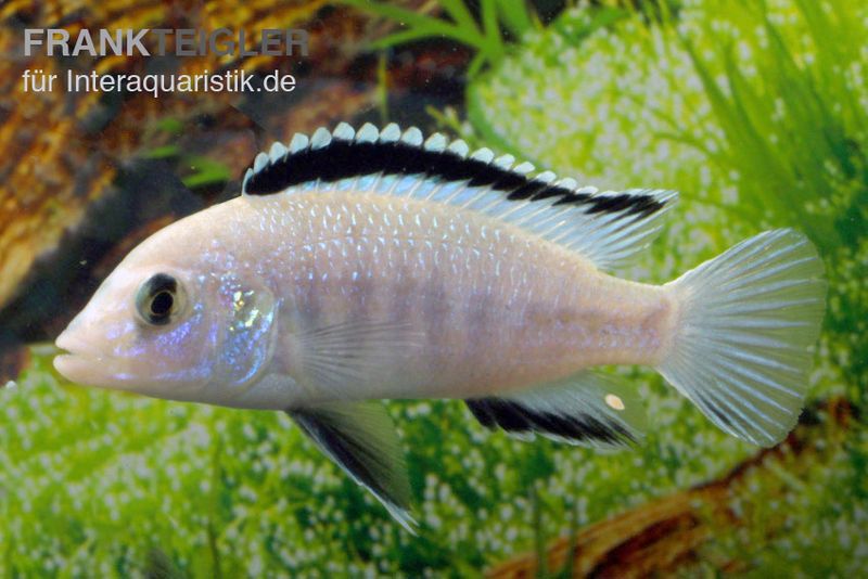 Weißer Labidochromis, Labidochromis caeruleus White