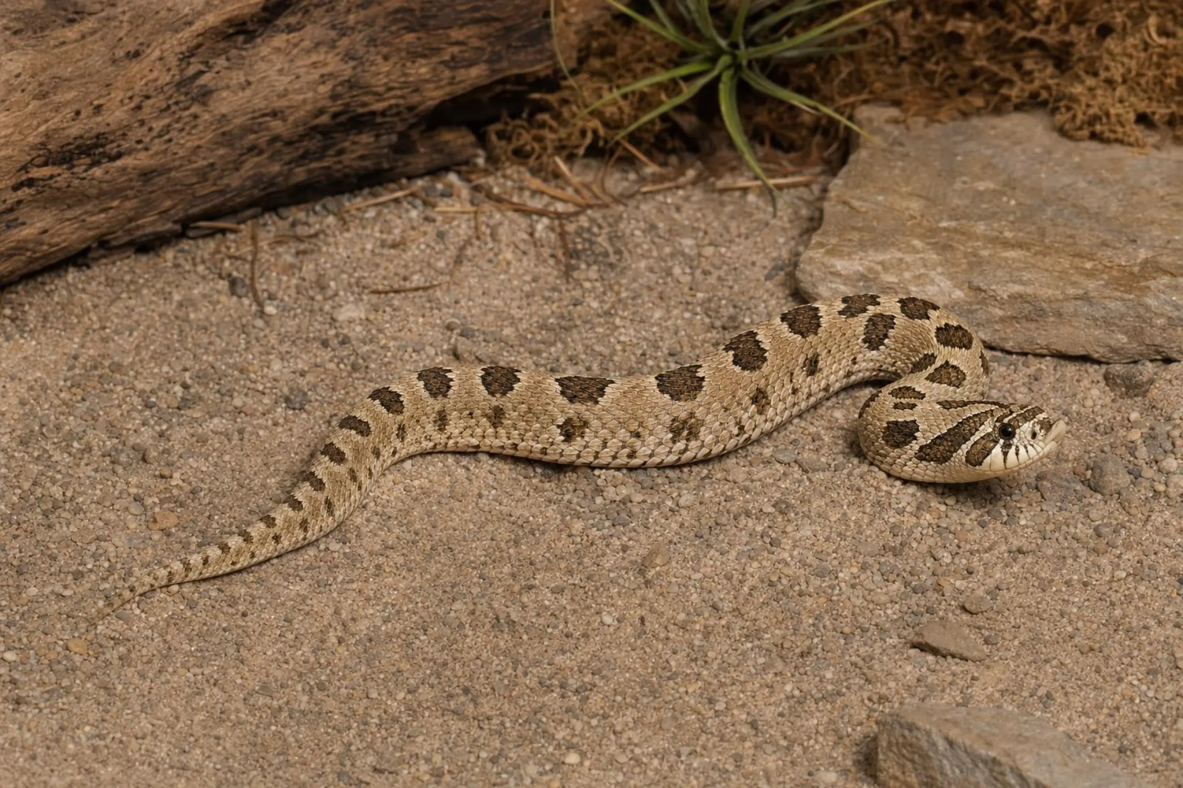 Westliche Hakennasennatter „Anaconda“, Heterodon nasicus