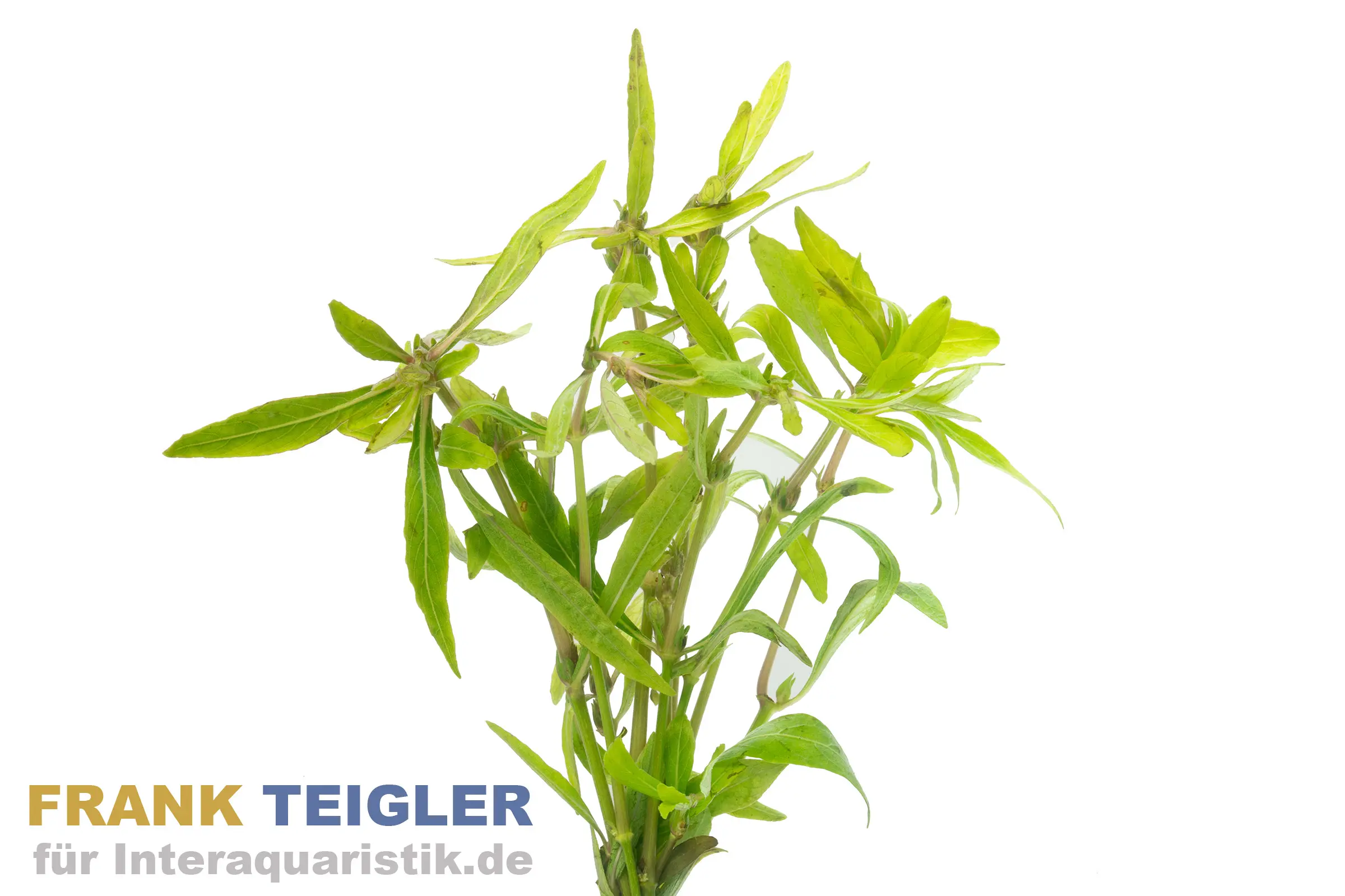 Araguaia Wasserfreund, Hygrophyla spec. Araguaia, Bund