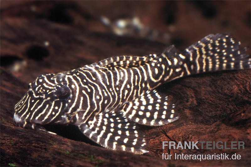 Queen Arabesque Harnischwels, L260, Hypancistrus sp. 4-5 cm