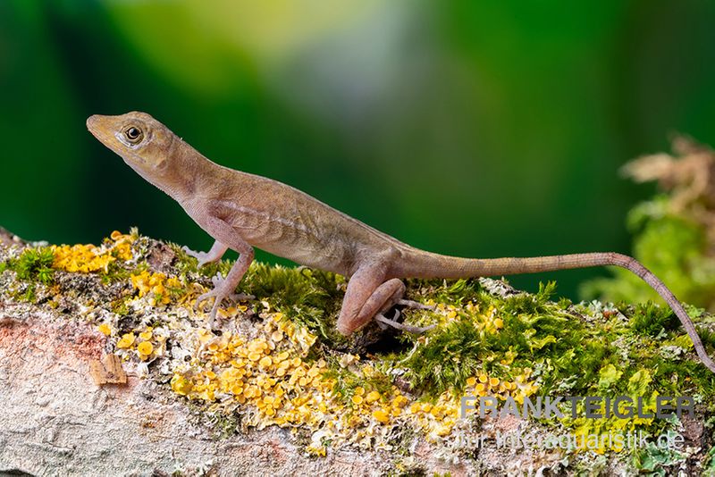 Kupferanolis, Anolis cupreus