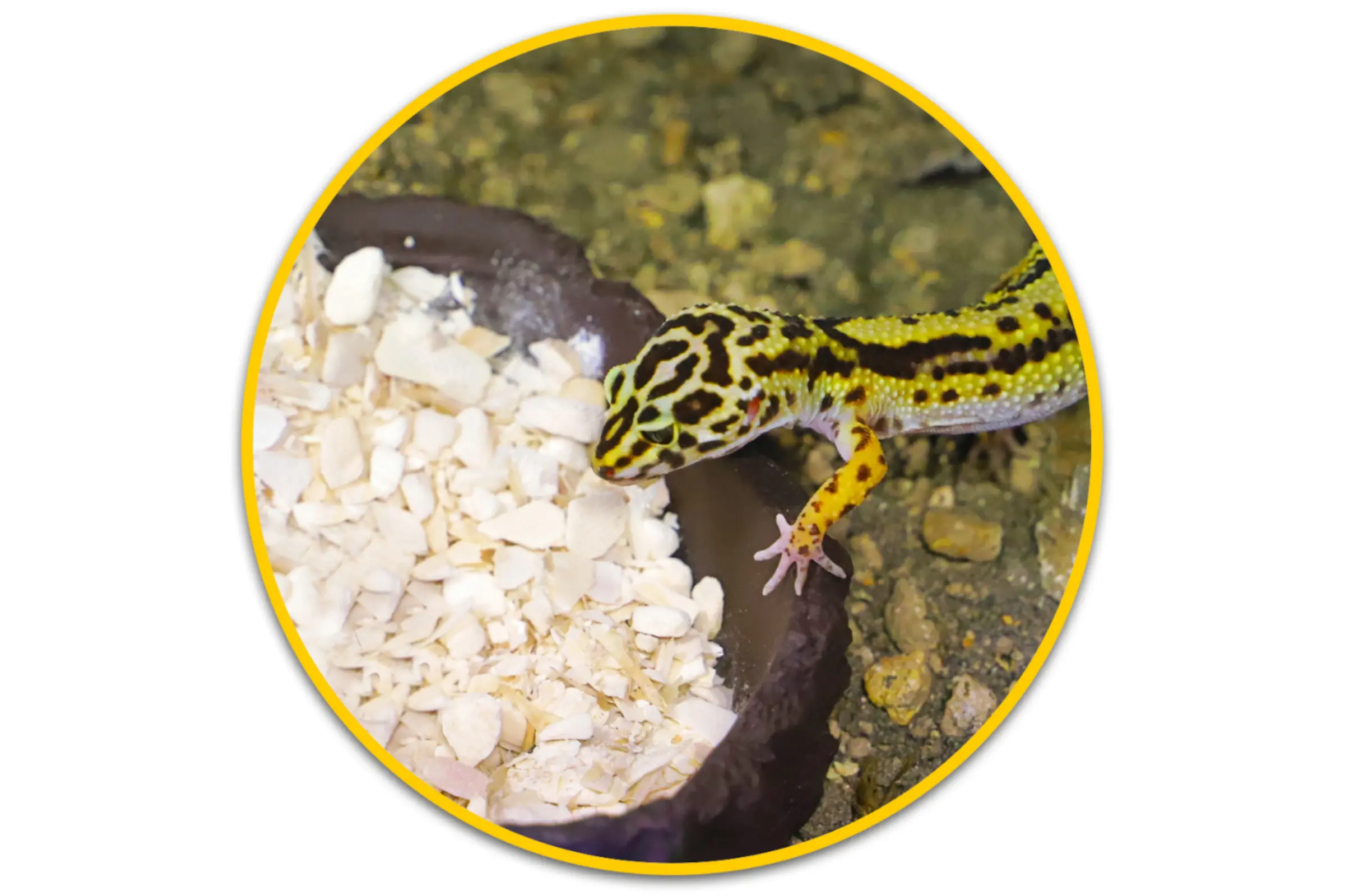 Leopardgecko frisst aus Futterschale, gelb-schwarz