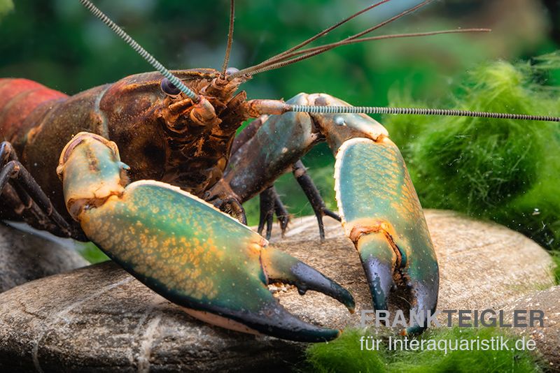 Cherax sp. "Red Chilli Blue Claw', Paar (1 Männchen + 1 Weibchen)