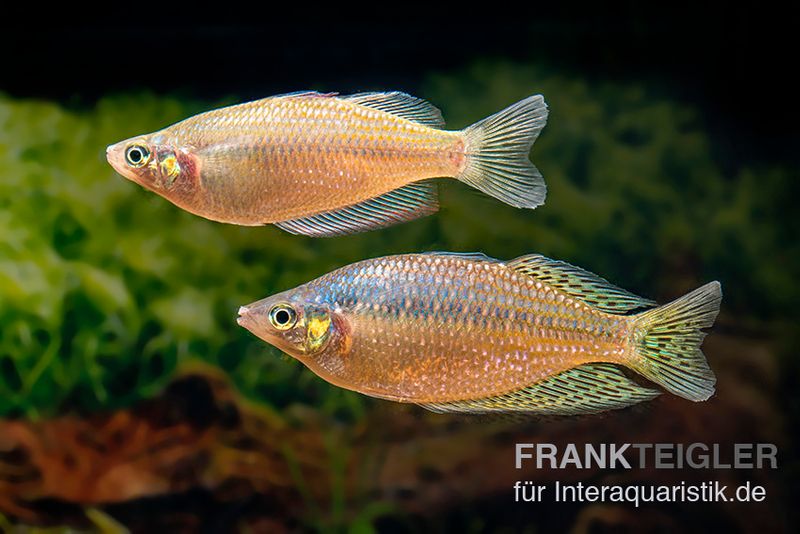 Rawa-Biru-Regenbogenfisch, Melanotaenia cf. splendida rubrostriata "Rawa Biru" , 5 Tiere