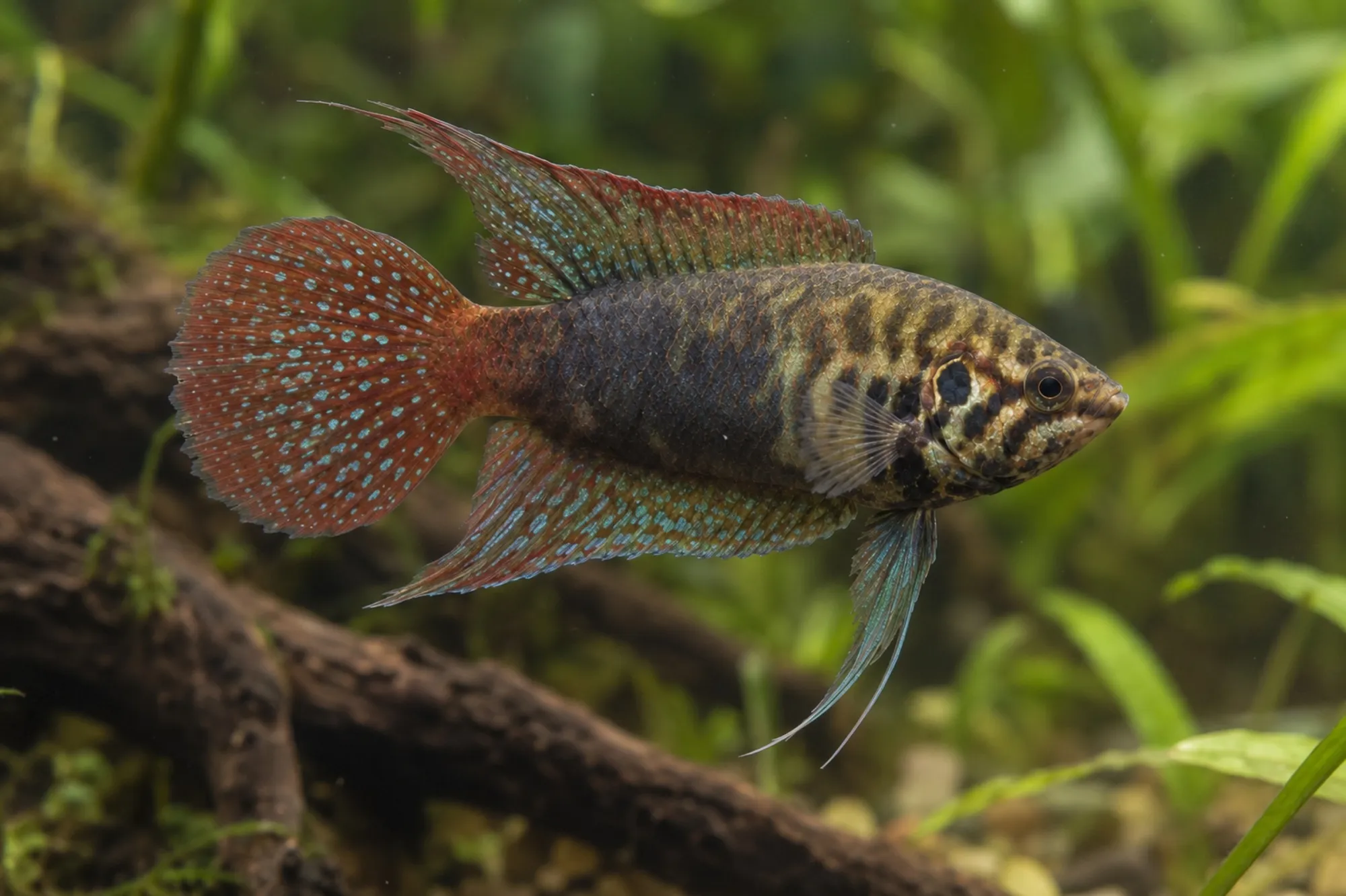 Rundschwanz-Makropode, Macropodus ocellatus (Kaltwasser & Warmwasser), ca. 4,0-4,5 cm