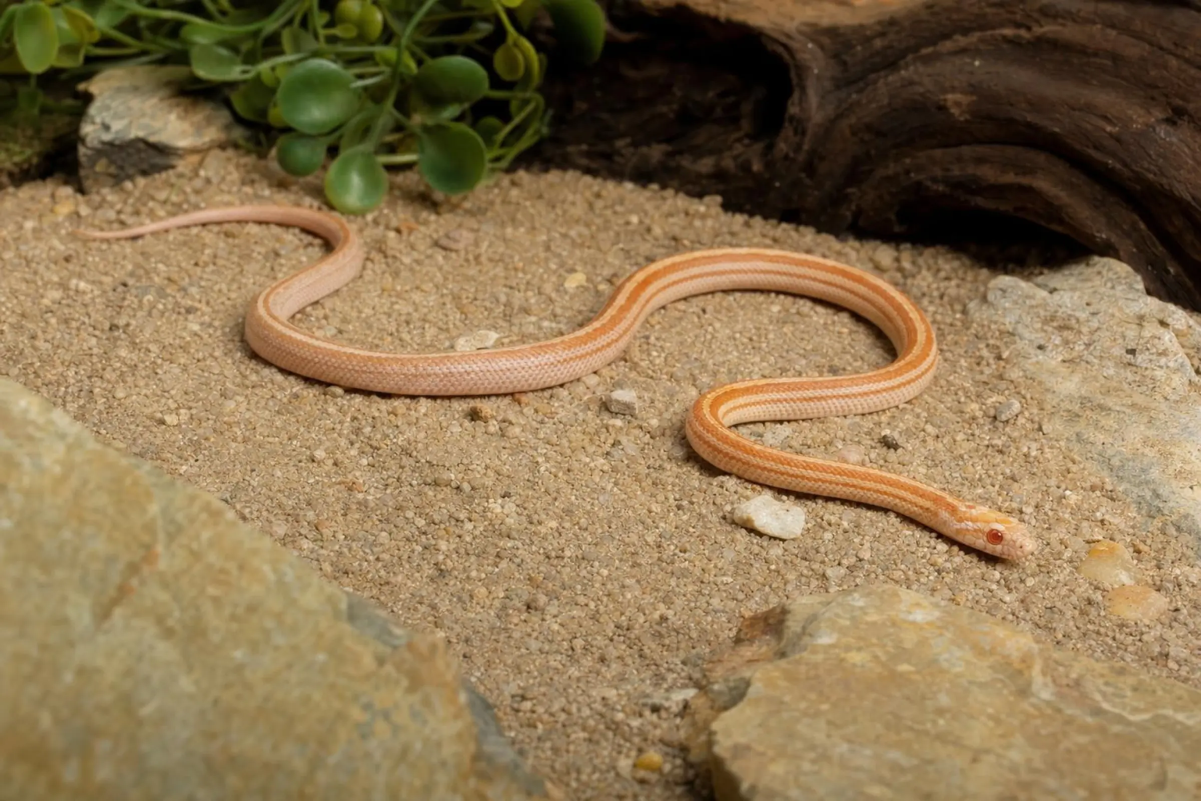 Kornnatter „Hypo Striped“, Pantherophis guttatus