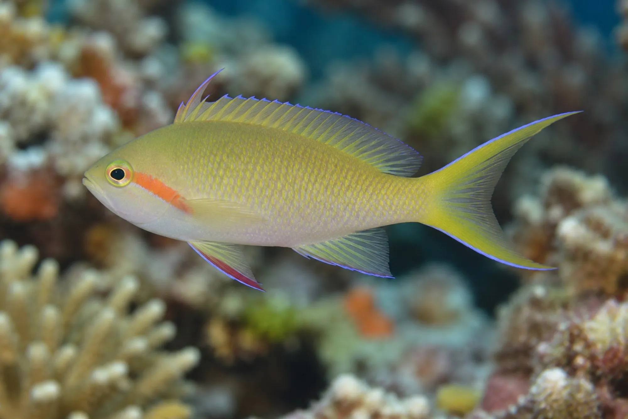 Rotwangen Fahnenbarsch, Pseudanthias huchtii