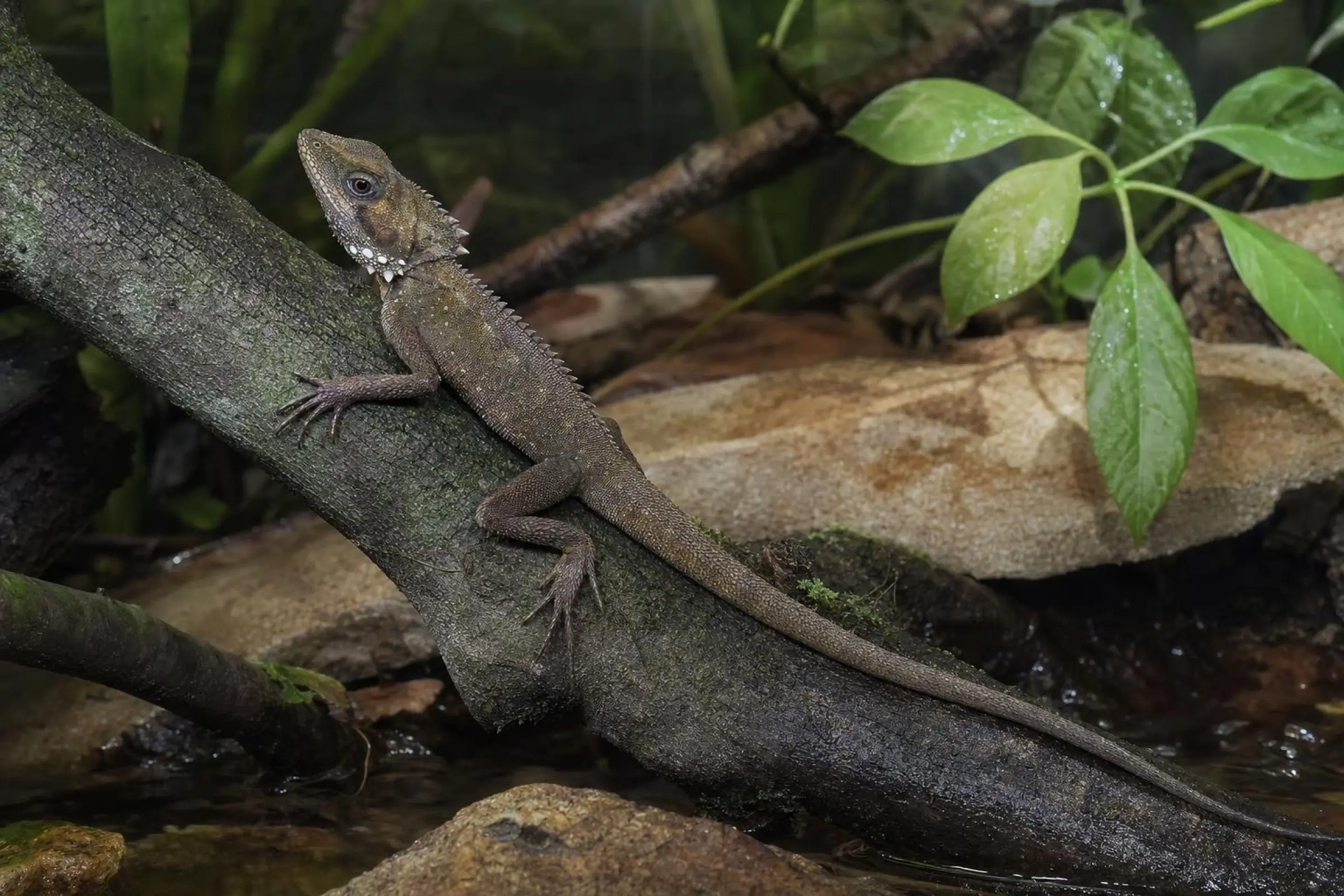 Godeffroys Winkelkopfagame, Hypsilurus godeffroyi