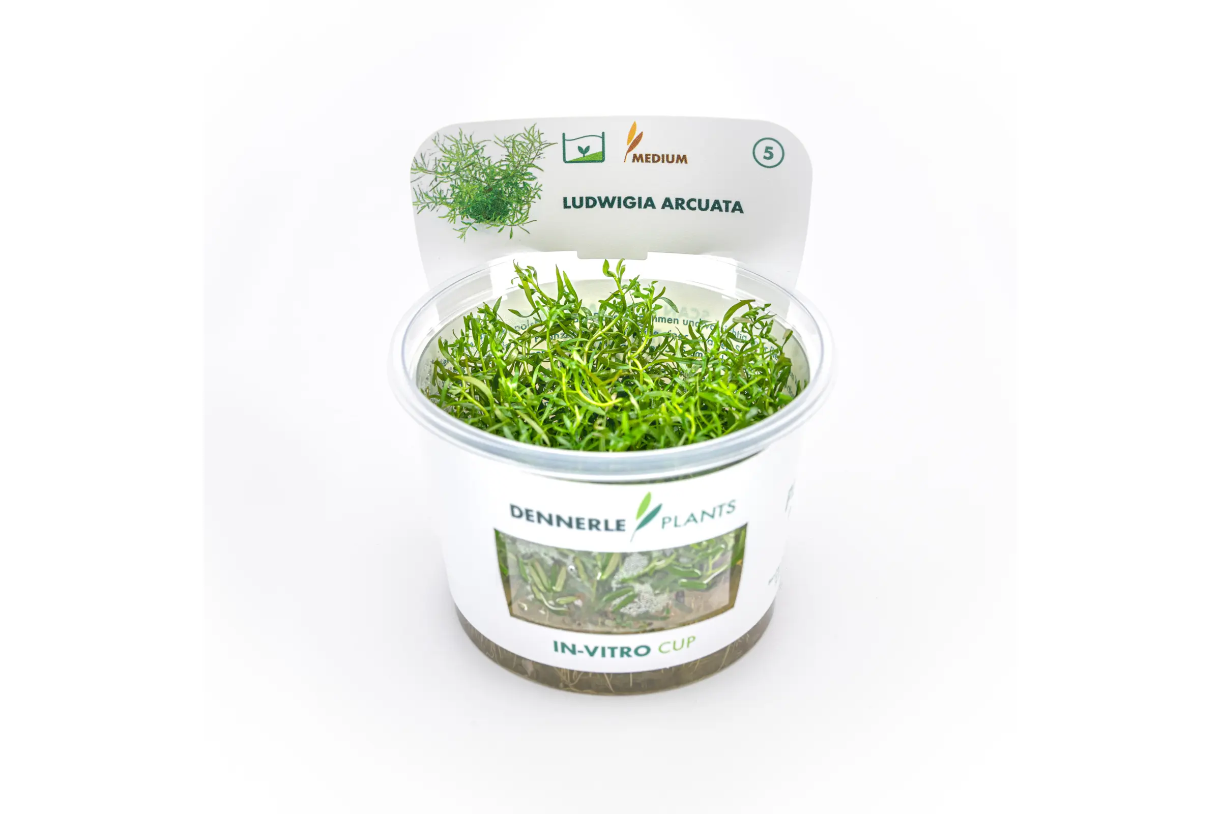 Spitzblättrige Ludwigie, Ludwigia arcuata, In Vitro