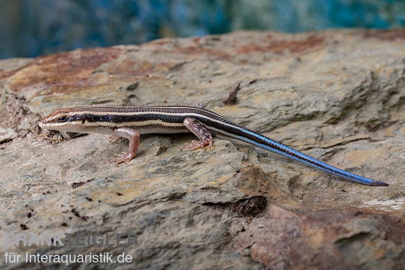 Fünfstreifenskink, Trachylepis quinquetaeniata, gemischt