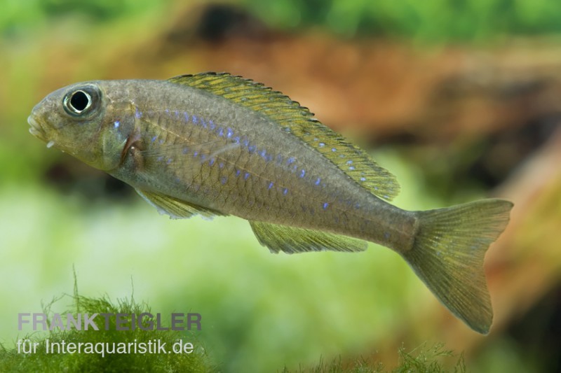 Gelber Sandcichlide, Xenotilapia flavipinnis