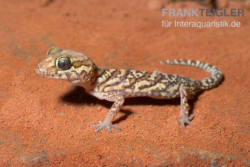 Madagaskar Großkopfgecko, Paroedura picta