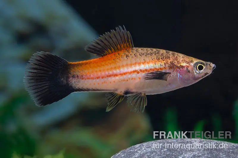 Ananas Schwertträger Wagtail, Xiphophorus helleri