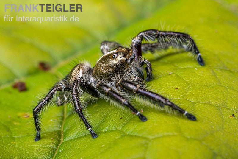 Springspinne, Hyllus diardi, gemischt