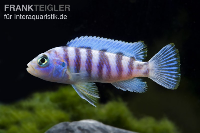 Blauer Zebrabuntbarsch, Pseudotropheus zebra, DNZ