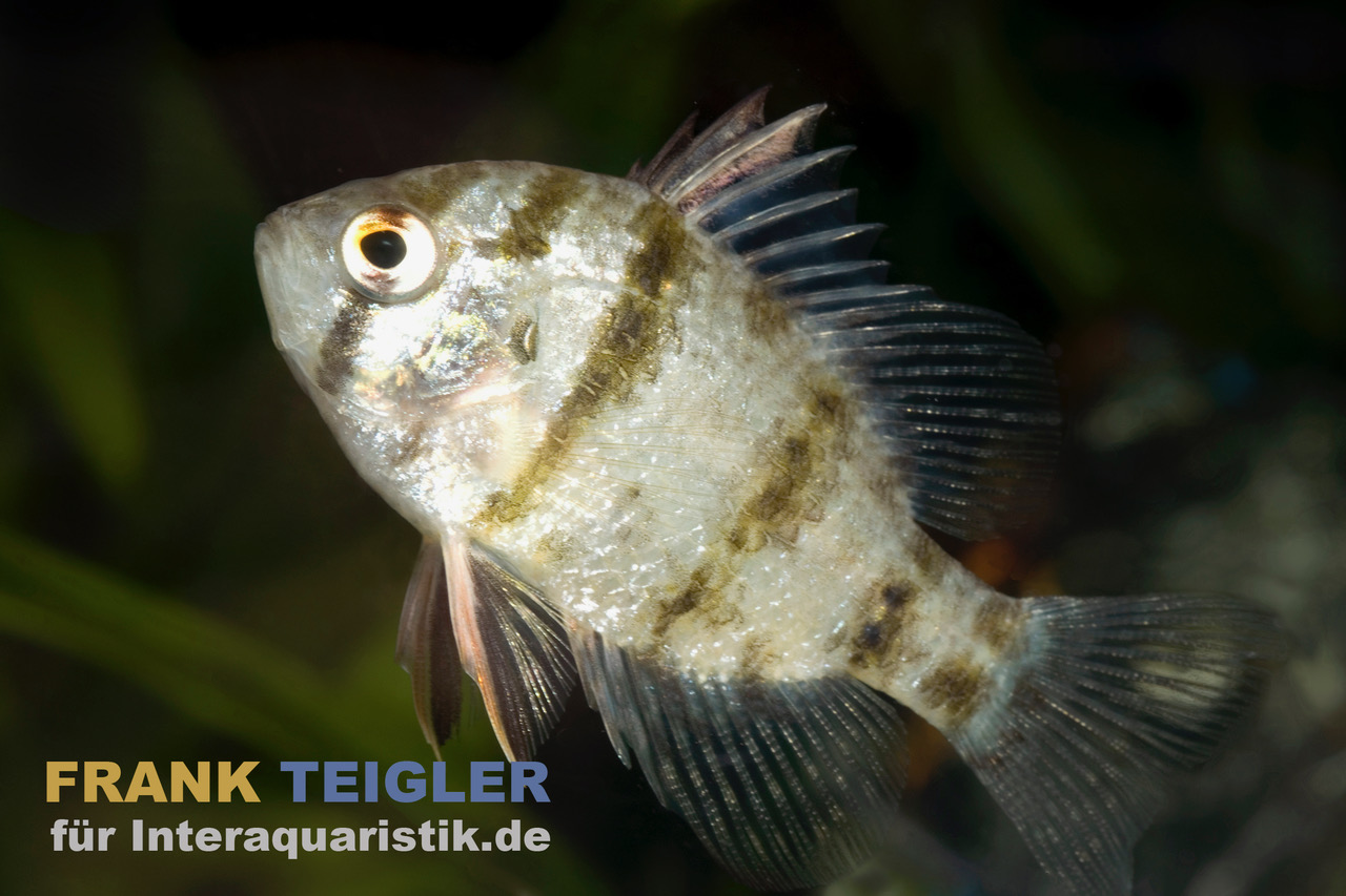 Scheibenbarsch, Enneacanthus chaetodon, 5-8 cm (Kaltwasser)