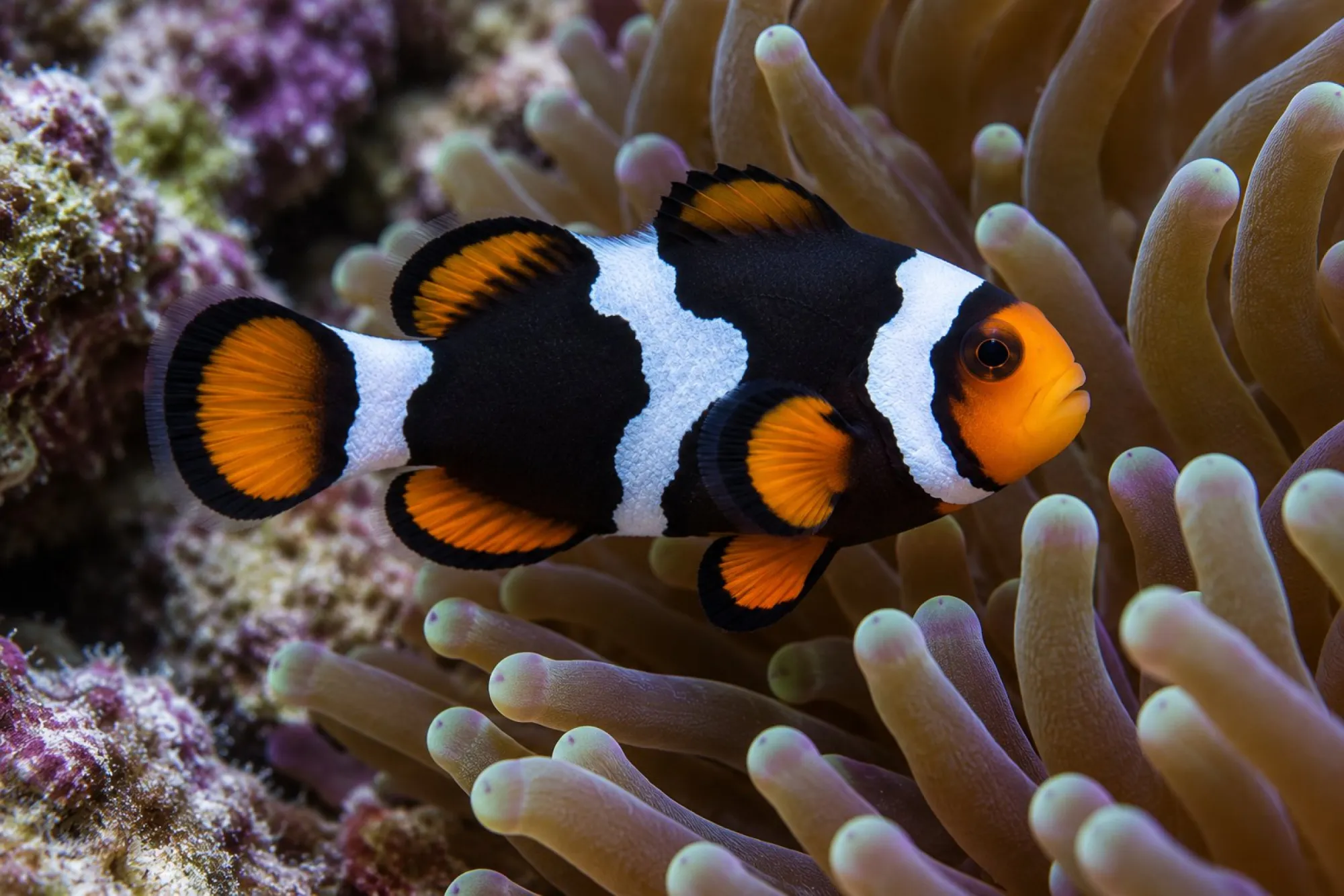 Percula-Clownfisch „Onyx Picasso“ Nachzucht, Amphiprion percula