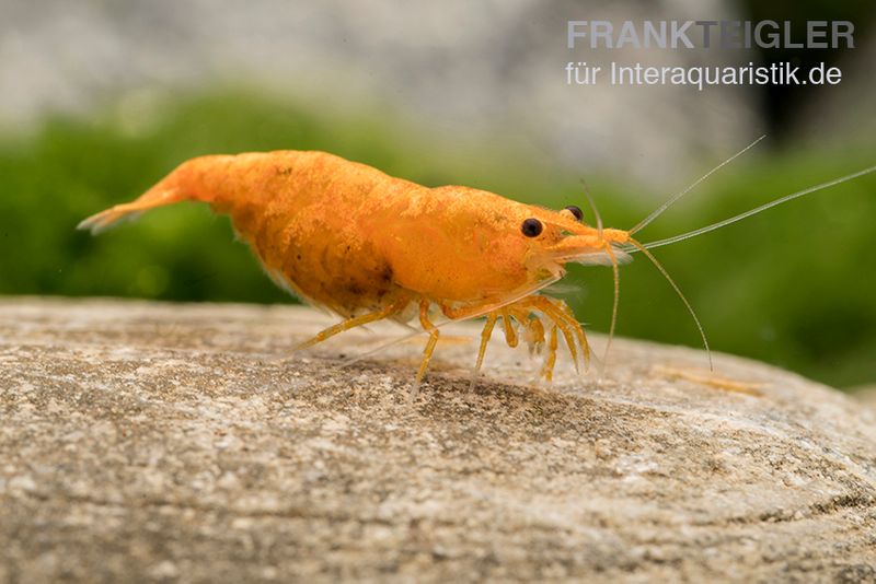 Golden Dust Garnele, Neocaridina davidi