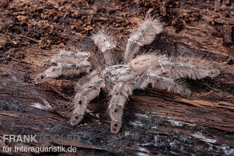 Marmorvogelspinne, Heteroscodra maculata XL