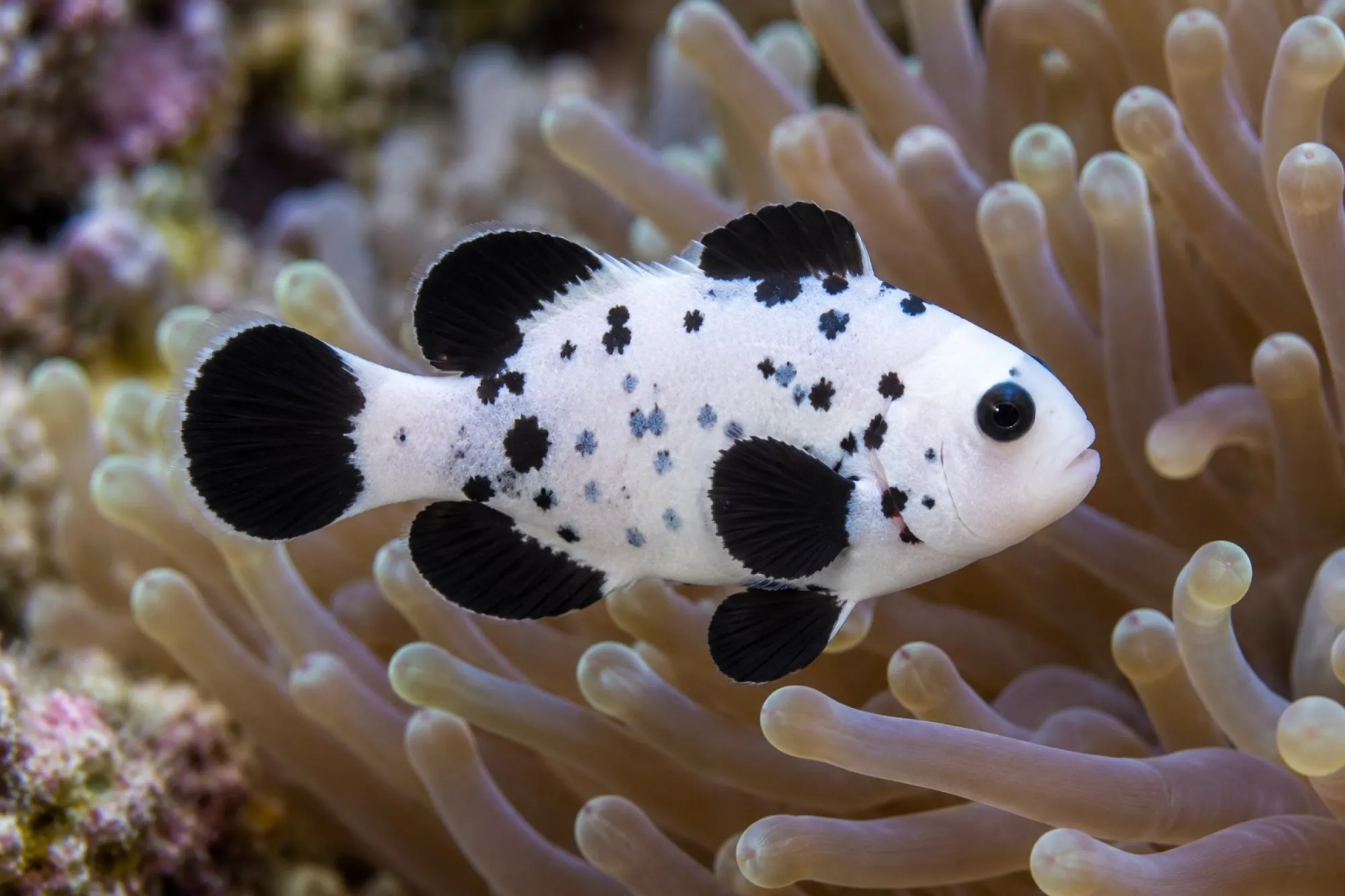Ocellaris-Clownfisch „Hail Storm“ Nachzucht, Amphiprion ocellaris