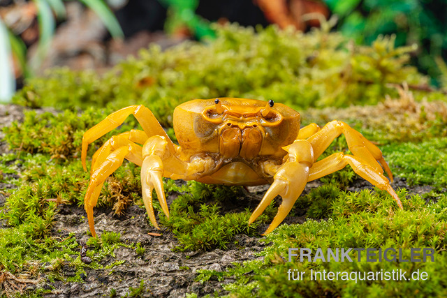 Banana-Crab, Terrathelphusa sp., Paar (1 Männchen + 1 Weibchen)