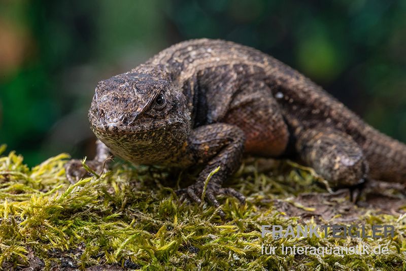 Pinkbauch-Stachelleguan, Sceloporus variabilis, Ohne Geschlechtsauswahl