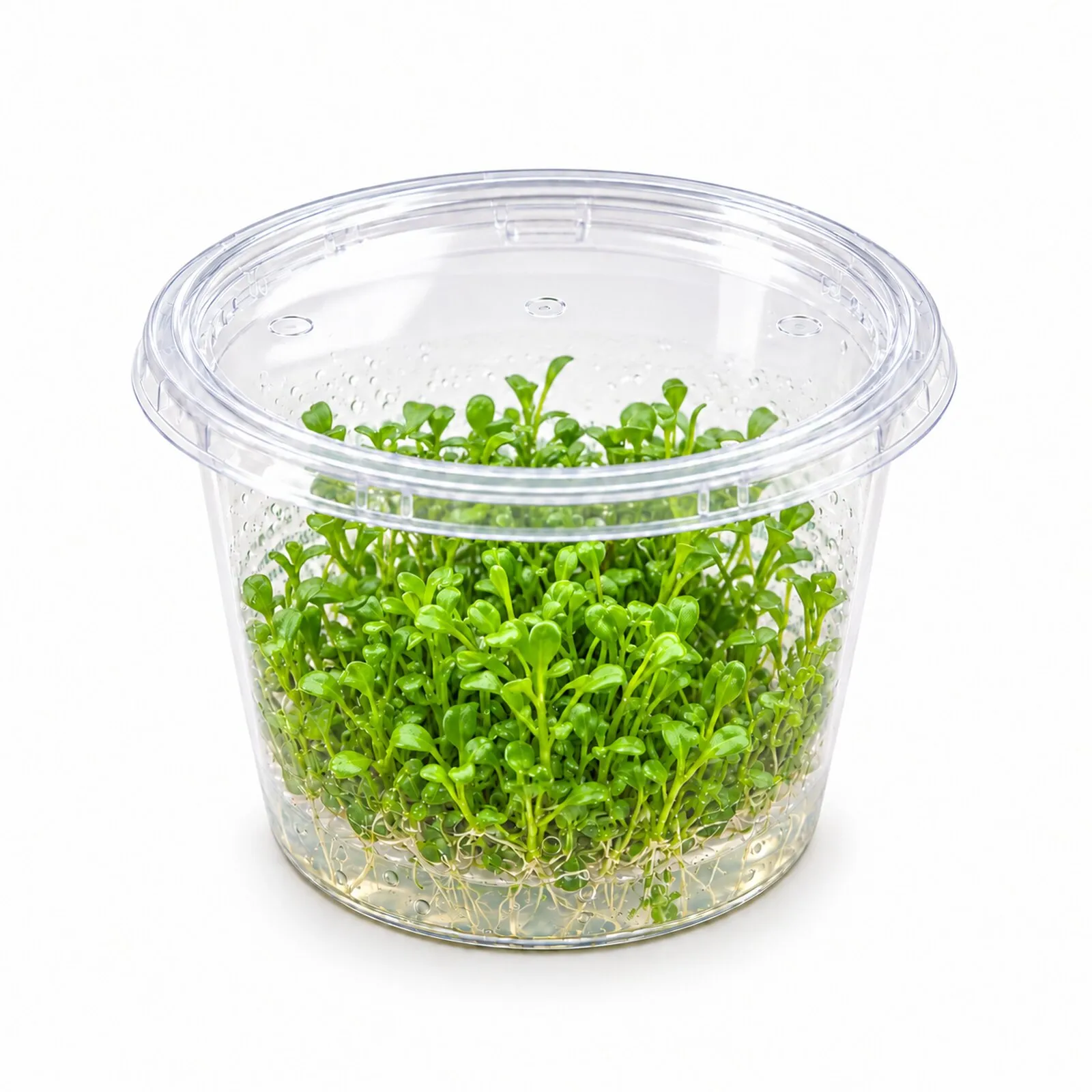 Australisches Zungenblatt, Glossostigma elatinoides, In Vitro