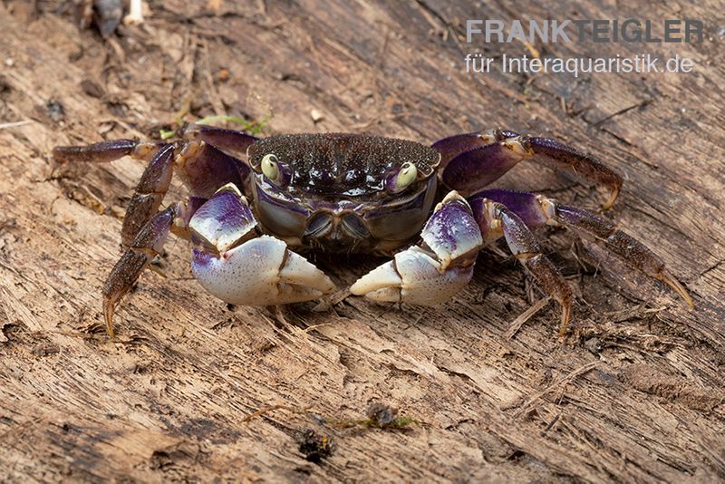 Spider Crab sp. Blue, Neosarmatium rotundifrons, Zufällig ausgewählt