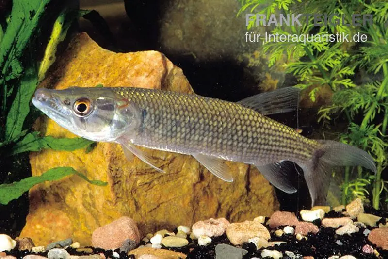 Afrikanischer Hechtsalmler, Hepsetus odoe, 10-15 cm