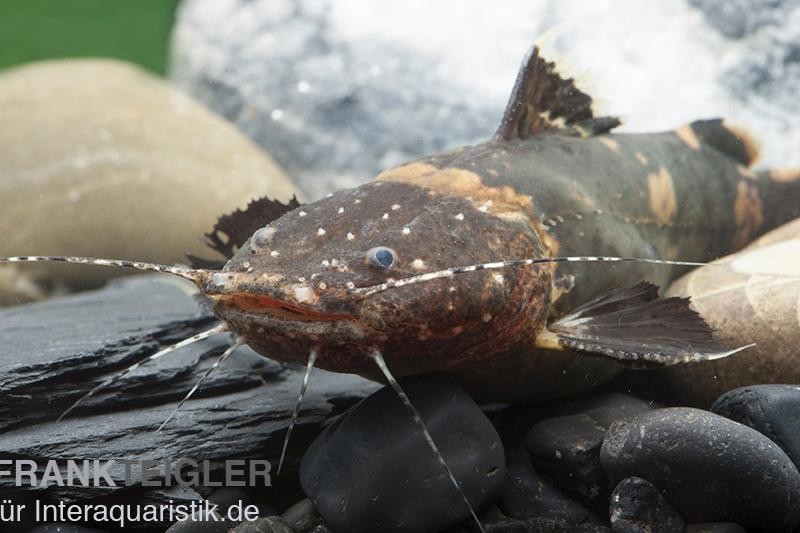 Frosch-Fettwels, Pseudopimelodus raninus raninus