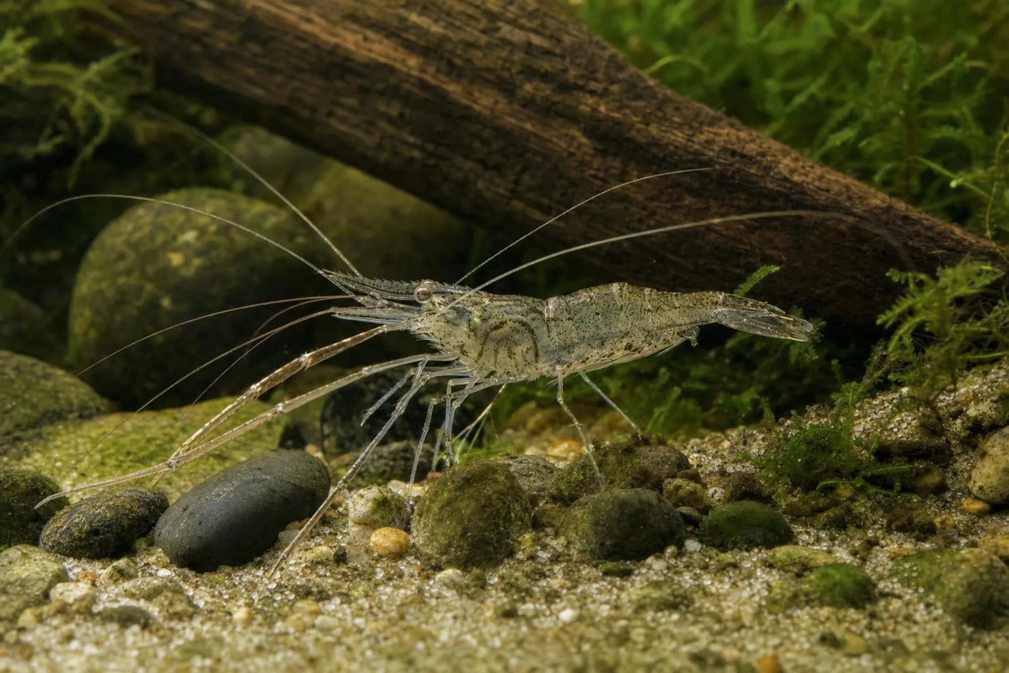 Japanische Großarmgarnele, Macrobrachium japonicum