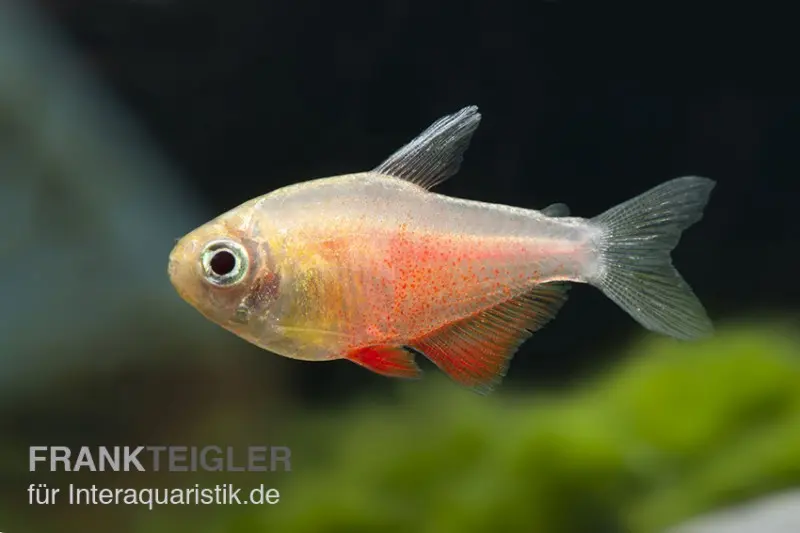 Roter von Rio orange, Hyphessobrycon flammeus orange