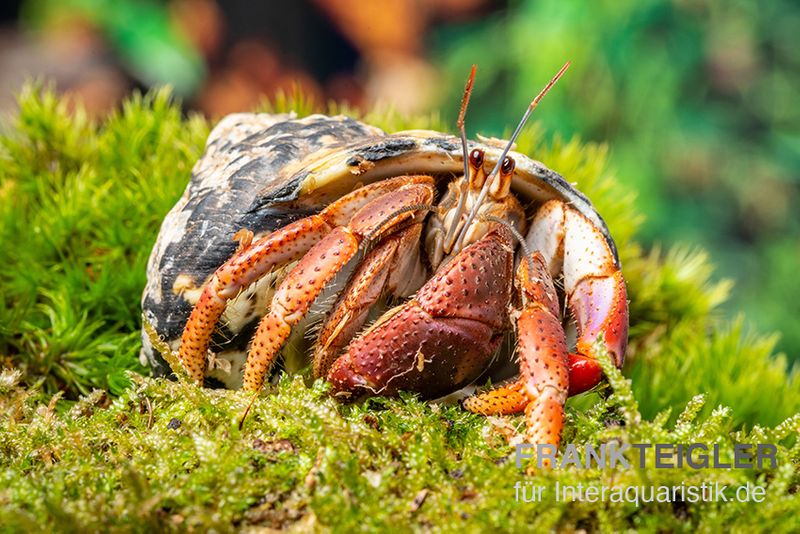 Karibik-Einsiedlerkrebs, Coenobita clypeatus