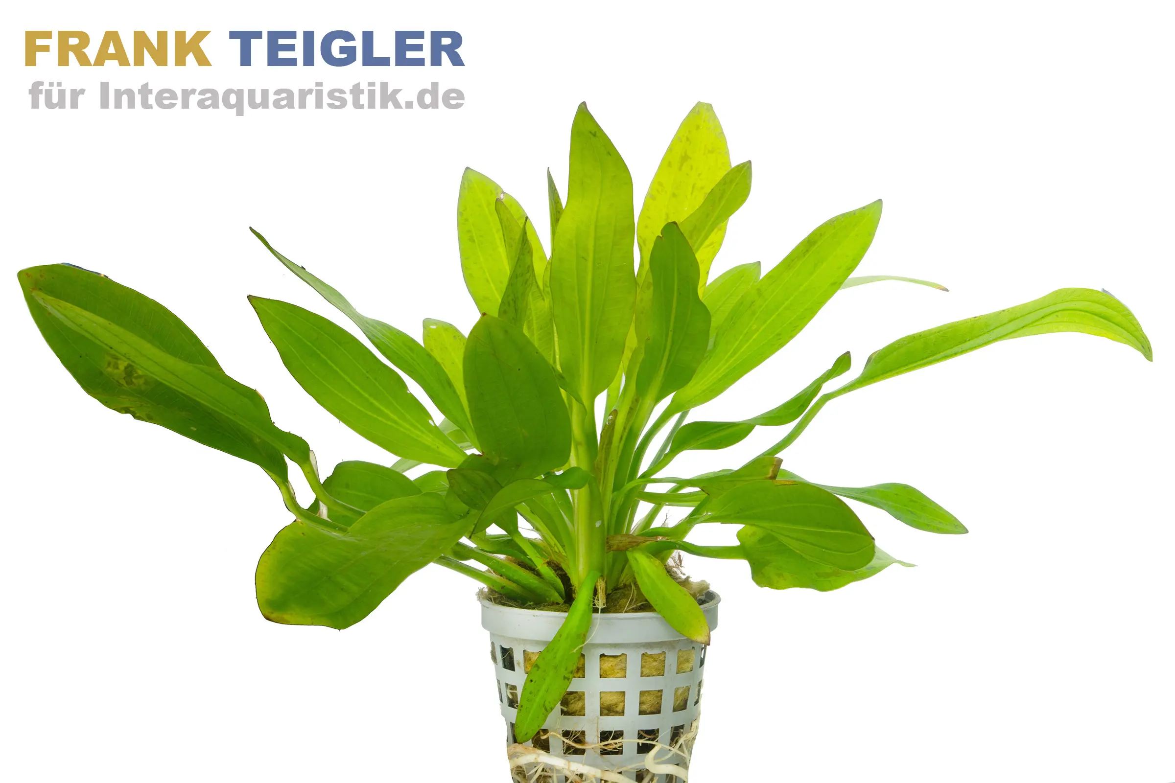 Echinodorus "Python", Dschungelstar Nr. 3, im Topf
