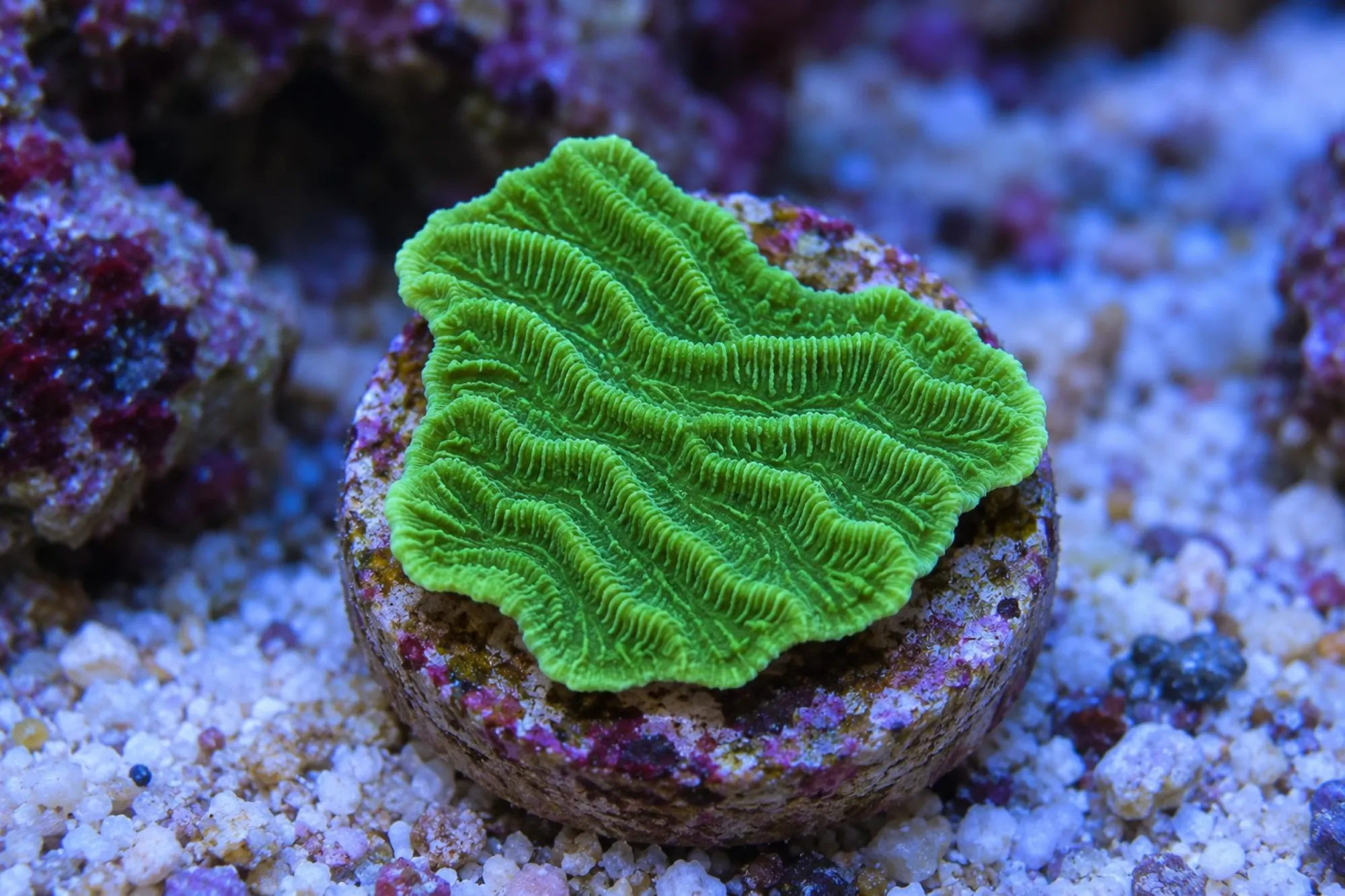 Merulina-Koralle „Grün“ (Nachzucht), Merulina ampliata, Größe S–M