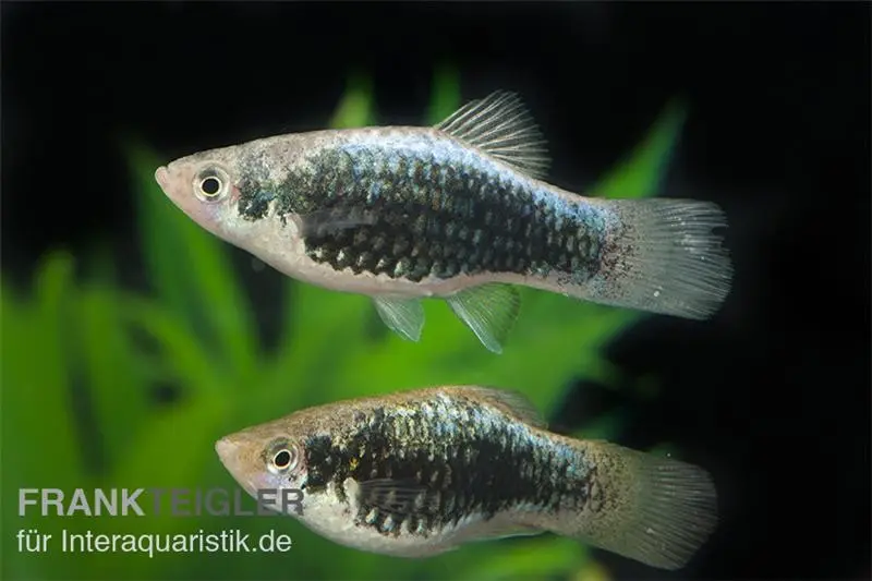 Metallicplaty, Xiphophorus maculatus