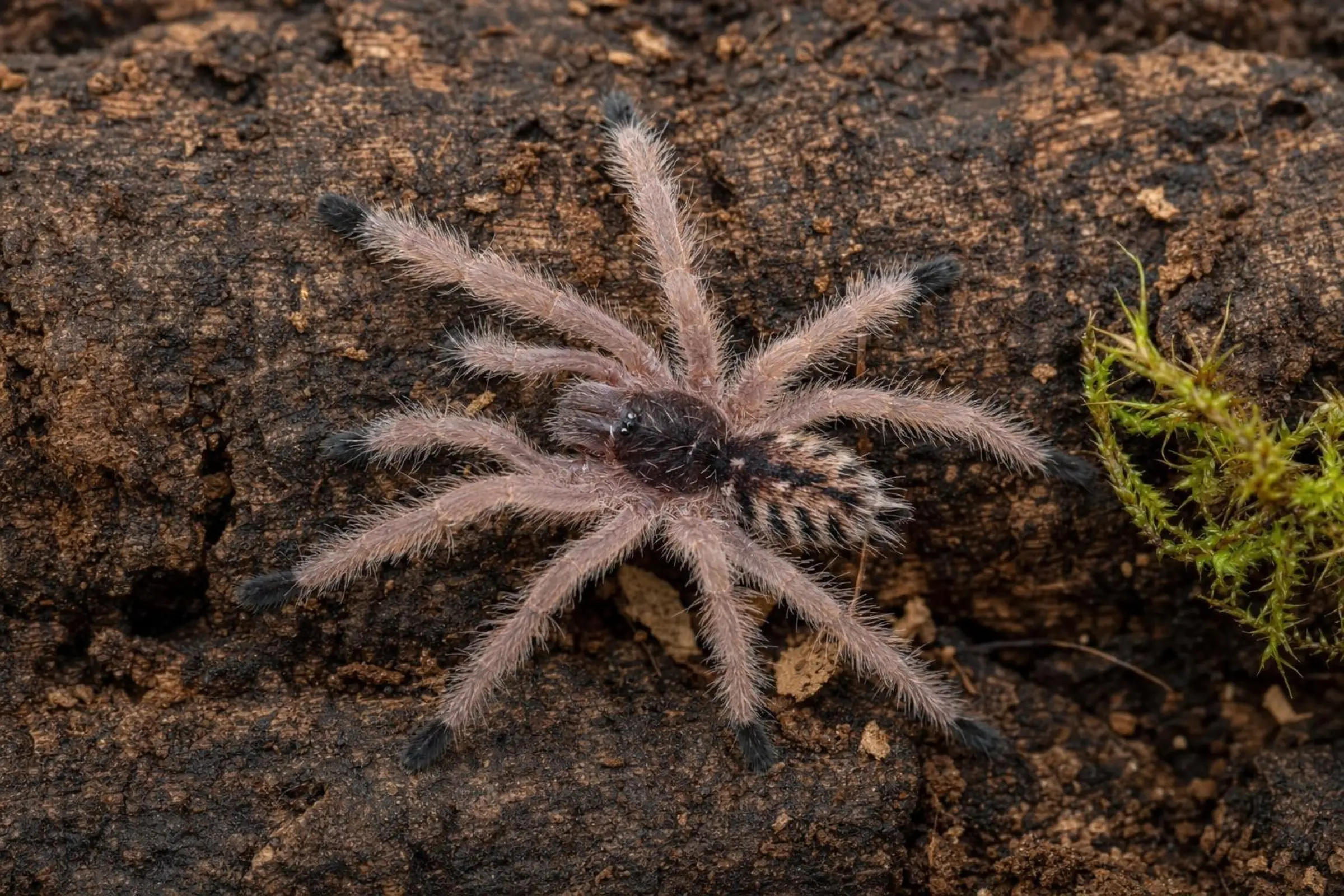 Peru-Purple-Pinktoe-Vogelspinne, Avicularia juruensis